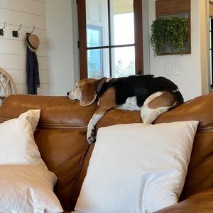 Meet your Posher, Josh